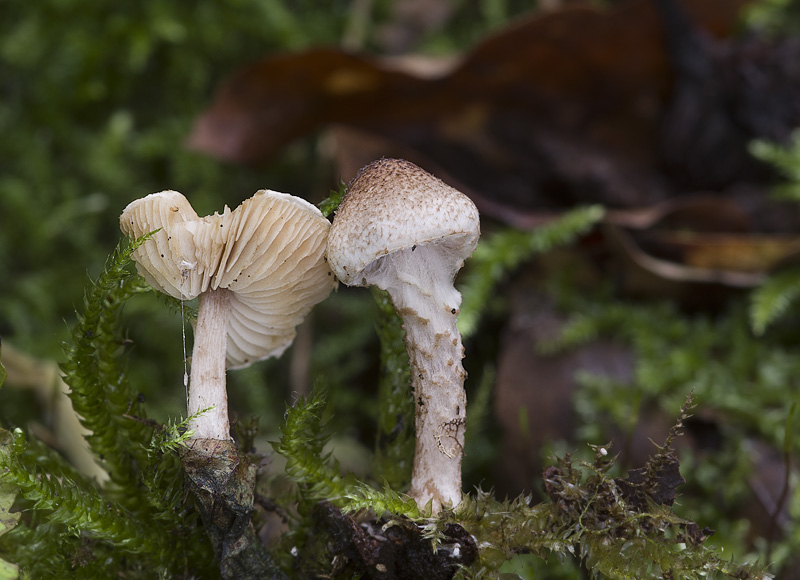 Lepiota tomentella